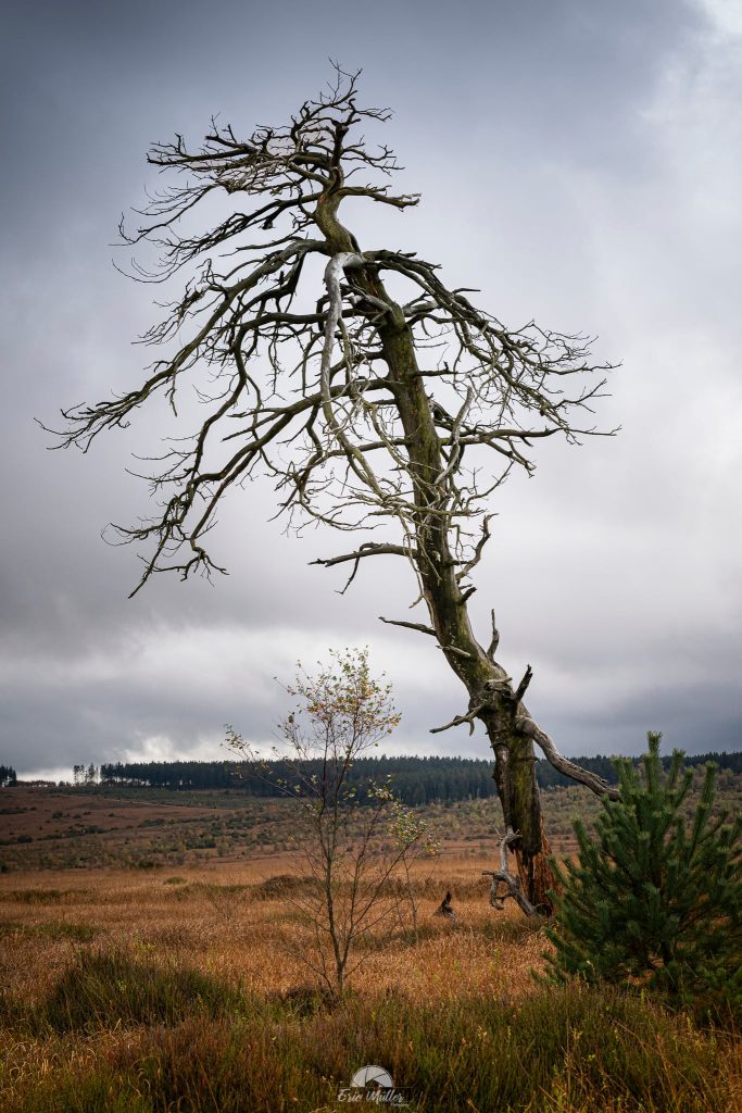 Un arbre isolé dans le Noir Flohay