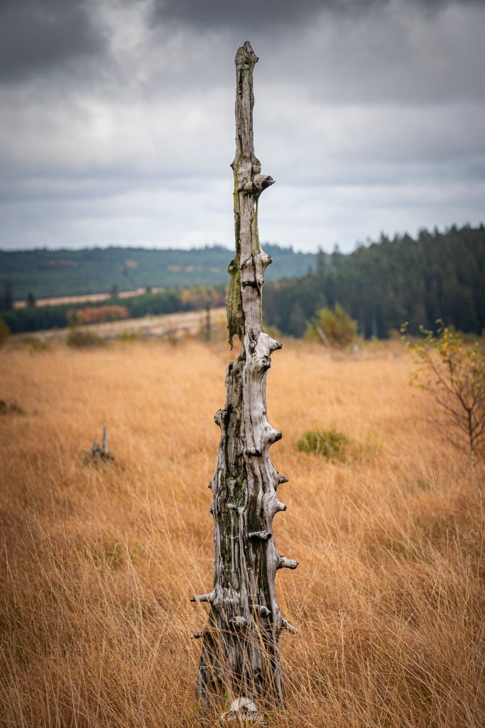 Un arbre isolé dans les fagnes